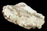 Oreodont (Merycoidodon) Partial Skull - Wyoming #145845-3